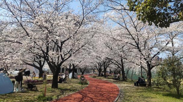散歩中の公園で見かけた桜 散歩中の公園で見かけた桜の写真