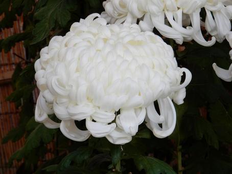 【風景写真】福山菊花展覧会の風景 キク,菊,菊花展の写真素材