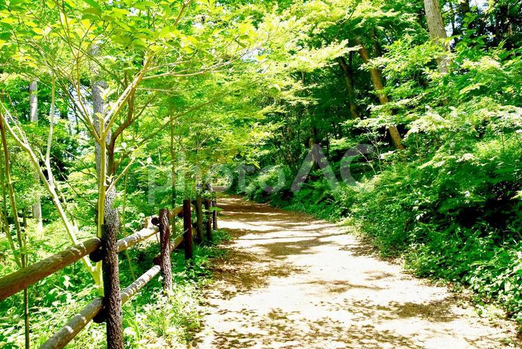 森林浴・お散歩 森林浴,木陰,木漏れ日の写真素材