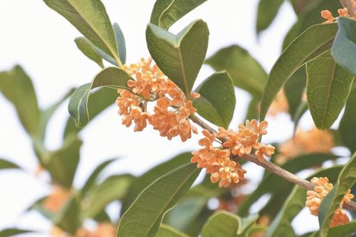 金木犀① キンモクセイ,きんもくせい,秋の写真素材