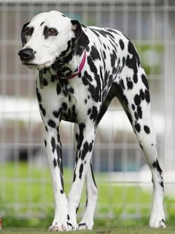 ドッグランのダルメシアン ドッグランのダルメシアン 犬,ダルメシアン,dogの写真素材