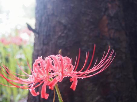 ヒガンバナの写真