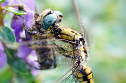 紫の花に止まるトンボの接写 紫の花に止まるトンボの接写 トンボ,蜻蛉,昆虫の写真素材