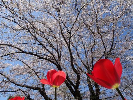 Sakura and tulips-1, JPG Sakura and tulips-1, JPG