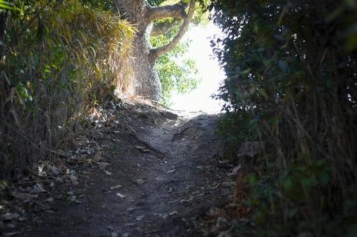 光の先へ続く山道 光の先へ続く山道 山道,登山道,小道の写真素材