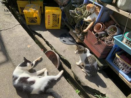 くつろぐネコ達 くつろぐネコ達の写真