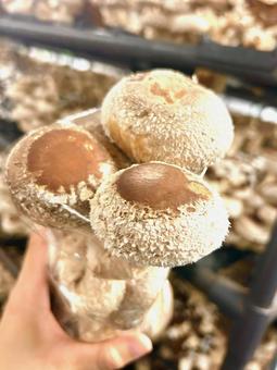 Shiitake mushroom cultivation stock photo, JPG