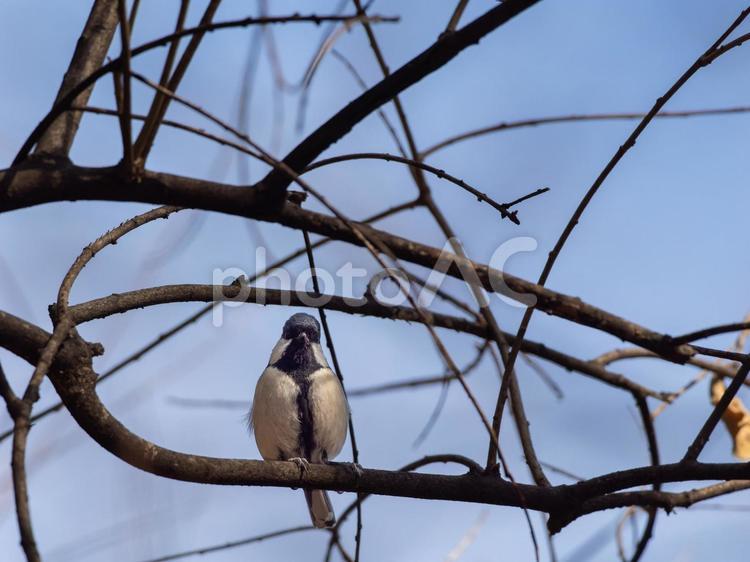 木の枝にとまるシジュウカラ シジュウカラ,野鳥,鳥の写真素材