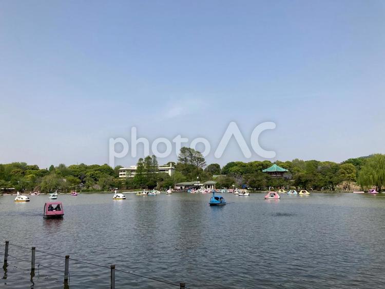 上野恩賜公園　不忍池と青い空　台東区 上野恩賜公園,不忍池,台東区の写真素材