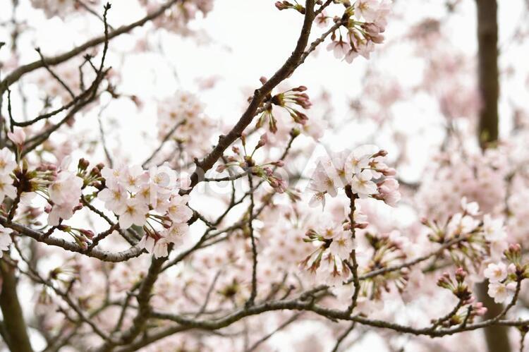 大塚スポーツパークの桜 桜,花見,ピンクの写真素材