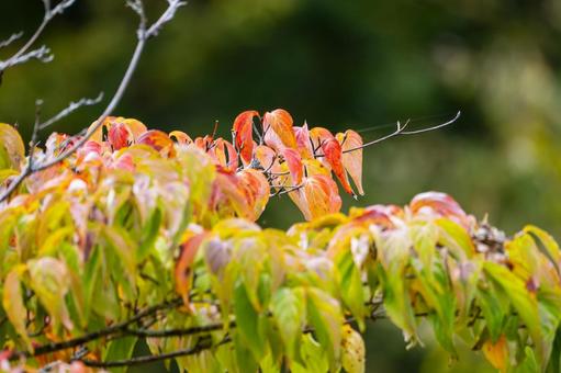 色づく木々⑽ 色づく木々⑽の写真