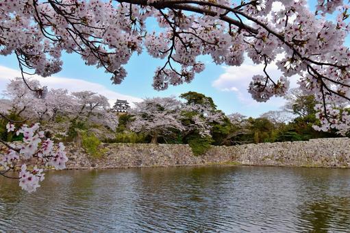 彦根城 彦根城 城,彦根,彦根城の写真素材