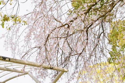 枝垂れ桜 枝垂れ桜の写真