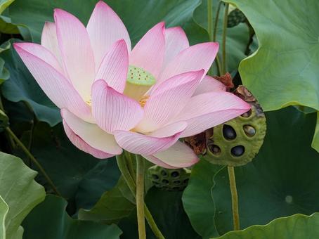 蓮の花1 ハス,はす,鮮やかの写真素材