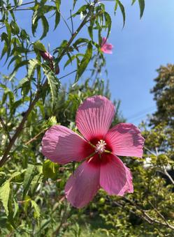 盛夏の赤いフヨウの花 盛夏の赤いフヨウの花の写真