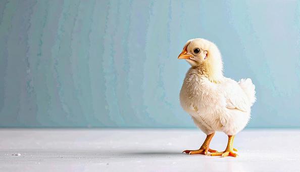ひよこ ひよこの写真