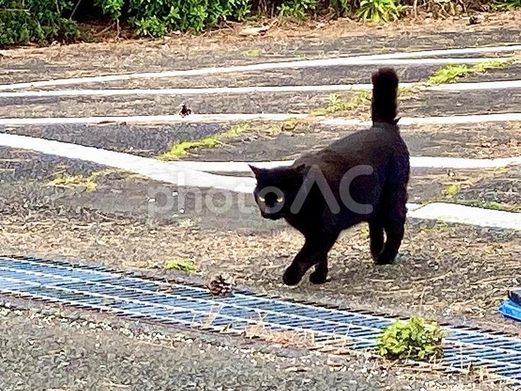 野良猫　黒猫 野良猫,ノラ,猫の写真素材