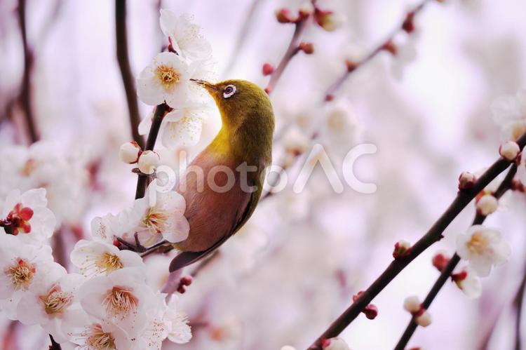 白い梅の背景と蜜を吸うメジロ 春,鳥,メジロの写真素材