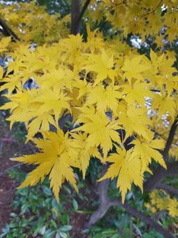 黄色紅葉 黄色紅葉の写真