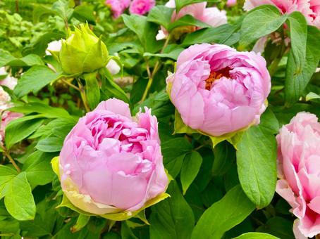 ボタンの花 ピンク ボタンの花 ピンク 牡丹,ボタン,ぼたんの写真素材