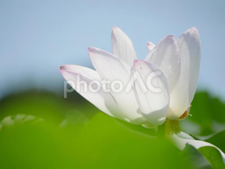 晴れの日の白い蓮 蓮の花,蓮,白い蓮の写真素材