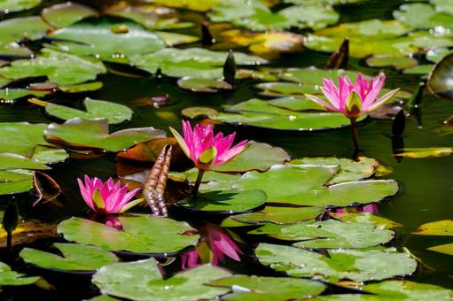Water Lily (81), JPG