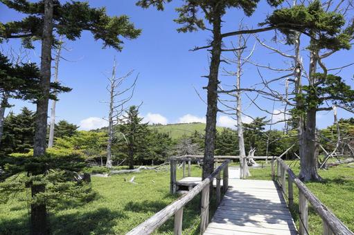 大台ケ原 正木ヶ原 大台ケ原 正木ヶ原 大台ヶ原,正木ヶ原,遊歩道の写真素材