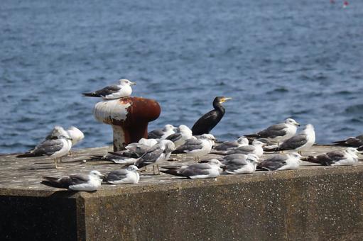 海のそばの突堤にカモメとカワウの水鳥 海のそばの突堤にカモメとカワウの水鳥 海,そば,突堤の写真素材