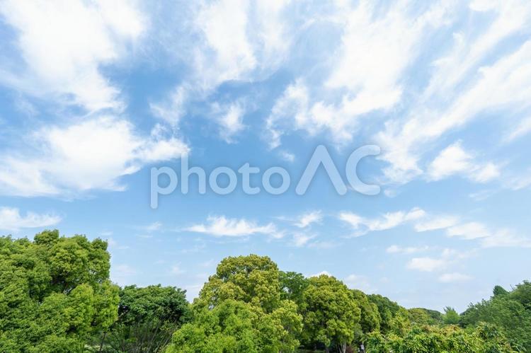 マイナスイオンのイメージ 公園,緑,新緑の写真素材