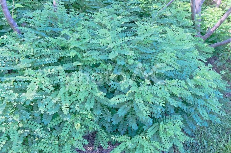 初夏の緑 初夏の緑 緑,葉,初夏の写真素材