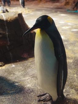 ペンギン ペンギン ペンギン,ぼっち,水族館の写真素材