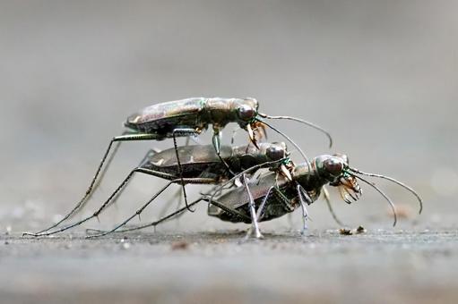 ハンミョウの三段重ね ハンミョウの三段重ねの写真