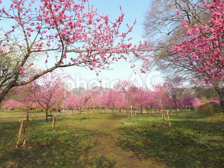 古河公方公園の桃の花 桃の花,桃,ハナモモの写真素材