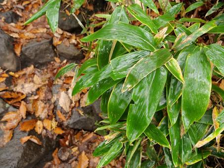 クマザサ クマザサ,自然,植物の写真素材
