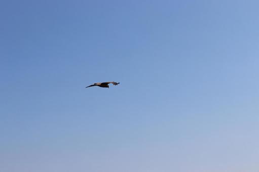 飛ぶトンビ 飛ぶトンビ 飛ぶ,トンビ,空の写真素材