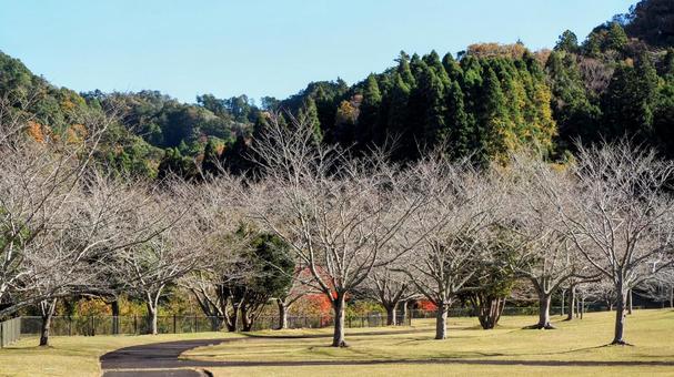 秋の笹川湖畔公園＆裸木＆紅葉（君津市） 秋,笹川湖,君津市の写真素材