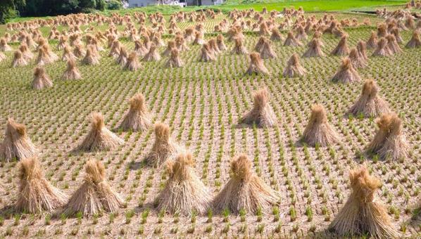 稲刈り後の田んぼ 稲刈り後の田んぼ 田,稲刈り後,秋の写真素材