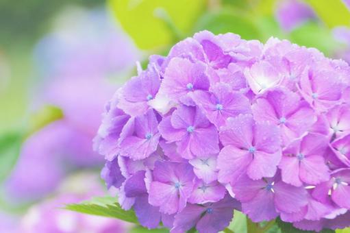 Hydrangea, JPG
