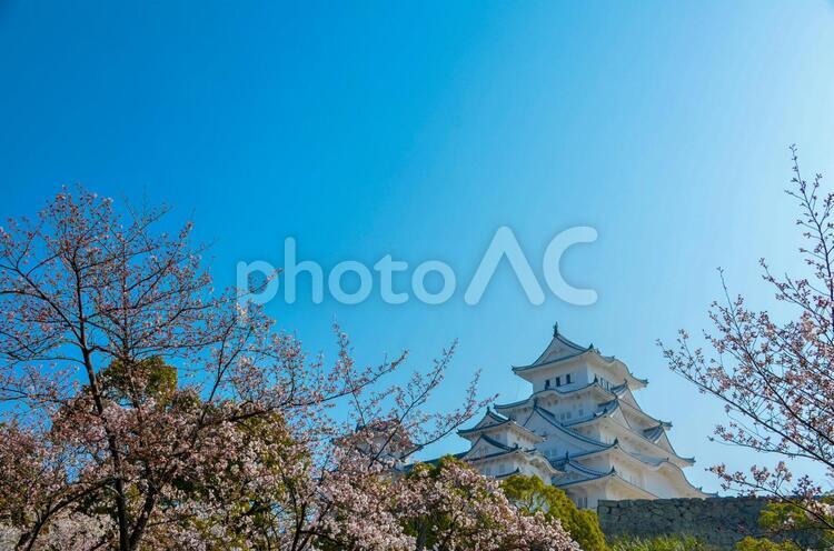 姫路城と桜 姫路城,花見,関西の写真素材