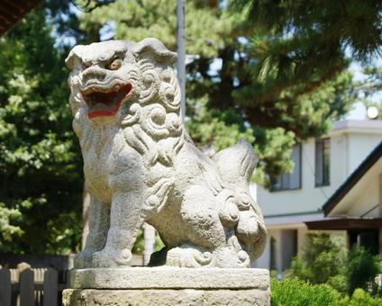 狛犬の阿 狛犬の阿 神社,狛犬,阿吽の写真素材
