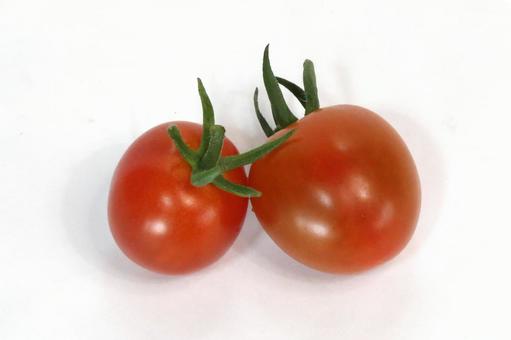 ミニトマト完熟収穫 ミニトマト完熟収穫の写真