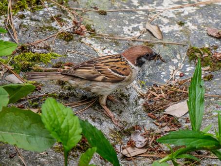 地面を歩くスズメ 地面を歩くスズメ スズメ,雀,鳥の写真素材