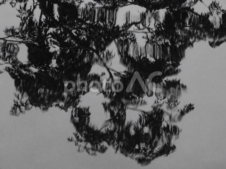 水面に反射した木　モノクロ 水面,モノクロ,木の写真素材