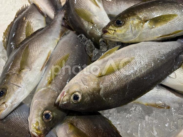 市場の魚（サイギ） 魚市場,イサギ,朝イチの写真素材