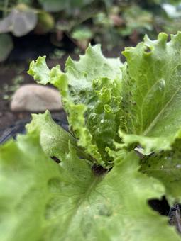 市民農園のレタスの栽培 レタス,秋,食べ物の写真素材