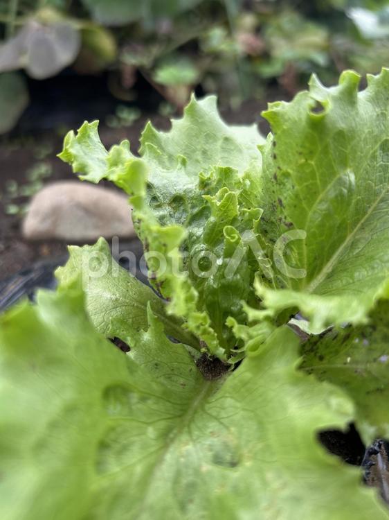 市民農園のレタスの栽培 レタス,秋,食べ物の写真素材