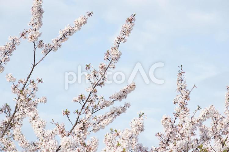 沢山の桜と青空の背景 桜,花,空の写真素材
