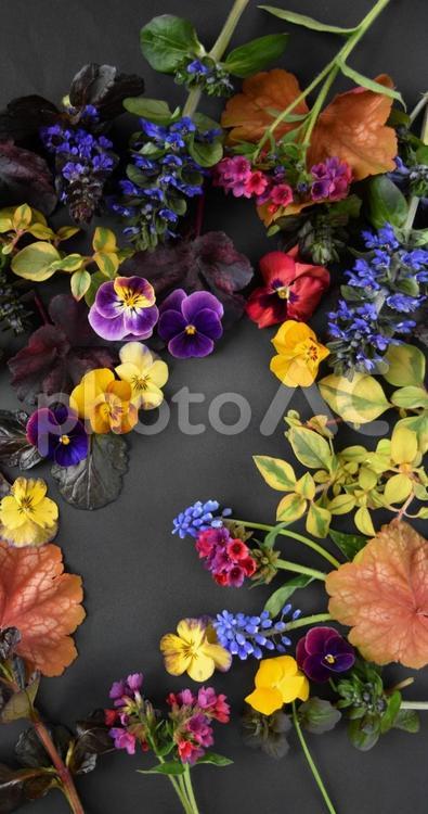 春の花、シック、黒背景 春,フレーム,黒背景の写真素材