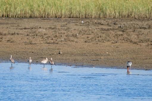 ミヤコドリとオオソリハシシギ⑶ ミヤコドリとオオソリハシシギ⑶の写真