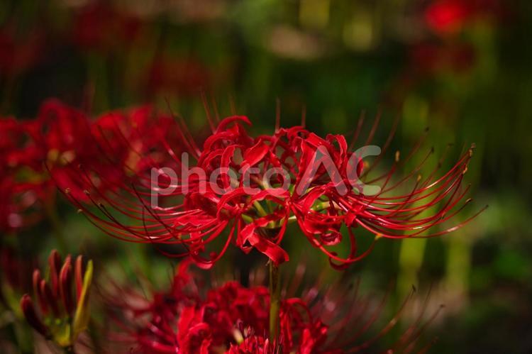 大きく開いた曼殊沙華 彼岸花,曼珠沙華,ヒガンバナの写真素材